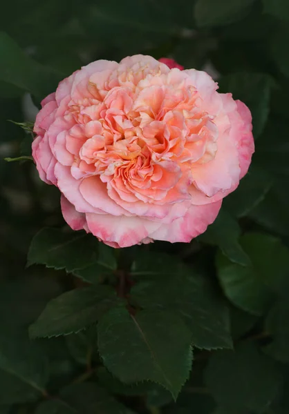 Прекрасная Роза Августа Луиза Лепестки Цветов Волнистыми Краями — стоковое фото