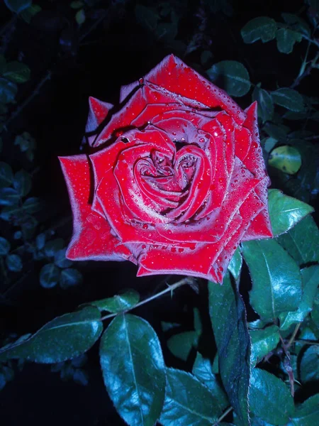 Vermelho Rosa Flor Fundo Noite Rosa Vermelha Florescendo Jardim Noite — Fotografia de Stock