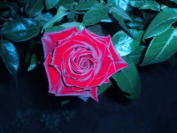 Czerwone Róże Krzaku Ogrodzie Nocy Czerwona Róża Tło Kwiat Nocy — Zdjęcie stockowe