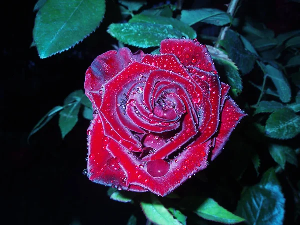 Κόκκινα Τριαντάφυλλα Ένα Θάμνο Έναν Κήπο Νύχτα Κόκκινο Τριαντάφυλλο Λουλούδι — Φωτογραφία Αρχείου