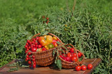 Soyut bulanık arkaplanda domatesler.