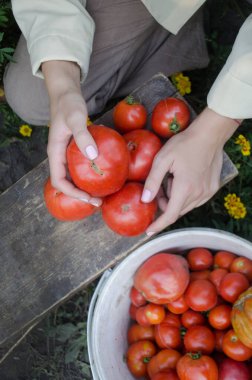 Elinde organik domates tutan çiftçi. Çiftçi organik sebze topluyor. Çiftçilerin ellerinde renkli organik domatesler