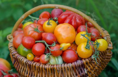 Doğa sepetindeki domatesler bulanık arka plan. Boş arka planda sepetteki taze domatesler. Seçici odak.