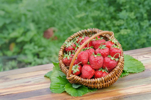 Harvested Strawberries Berry Garden Picking Ripe Strawberries Wicker Basket Garden — Stock Photo, Image