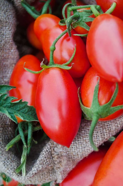 Naturproduktkonzept Frische Lange Pflaumentomaten Klettenbeutel Tomaten Auf Holztisch — Stockfoto