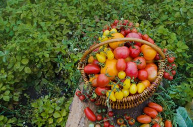 Farklı domateslerle dolu büyük bir sepet. Kırsal ahşap arka planda sepetteki olgun domatesler.