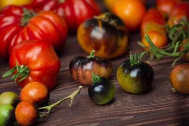 Ahşap zemin üzerinde sarı ve kırmızı domatesler. Ev yapımı sarı domates hasadı. Çiğ sarı ve kırmızı domatesler yemeye hazır.