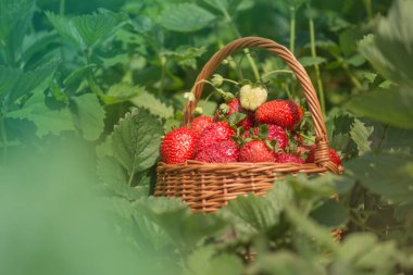 Sepette çilek topluyorum. Çilekli hasır sepet. Organik çevre dostu bir çiftlikte sepetten taze toplanmış çilekler..