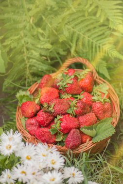 Sepette lezzetli kırmızı çilekler var. Çilekli tarlaların arka planında bir sepette çilek..