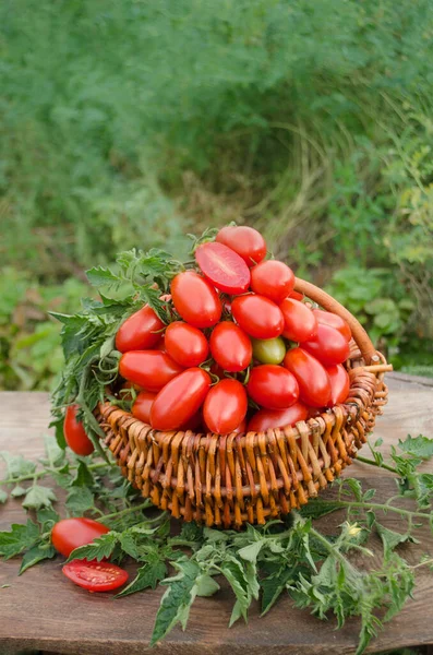 Group of plum  tomatoes on a wooden table.  Italian plum tomatoes. Agriculture industry and farming