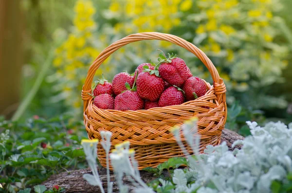 Jahody Košíku Poli Ekologicky Šetrné Ekologické Farmě Sklizeň Jahod Košíku — Stock fotografie