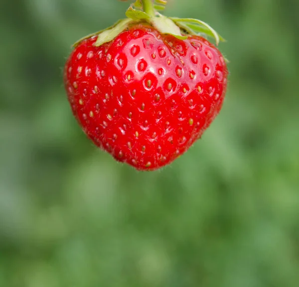 Frische Erdbeeren Auf Erdbeerpflanzen Auf Feldern Erdbeeranbau Freien Schuss Ansicht — Stockfoto
