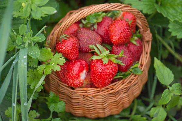 Harvesting Strawberries Basket Wicker Basket Strawberries Freshly Picked Strawberries Basket — Stock Photo, Image