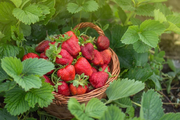 Strawberries Healthy Berries Sunny Day Fresh Berries Healthy Food Basket — Stock Photo, Image