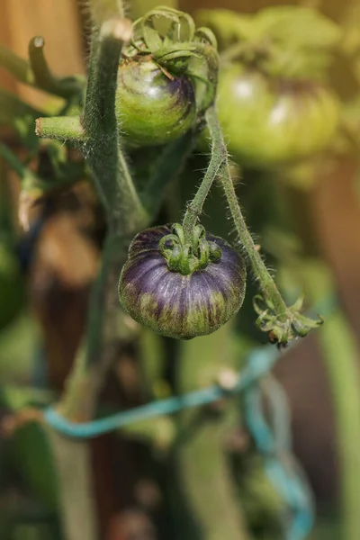 Feld Mit Tomaten Sibirischer Tiger Bio Garten Mit Tomatenpflanzen Unreife — Stockfoto