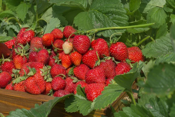 Ernte Von Frischen Erdbeeren Box Voll Mit Frischen Erdbeeren Auf — Stockfoto