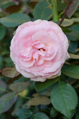 Samer Garden 'da güzel pembe güller. Doğal çiçekler kapanıyor..