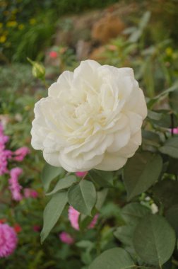 Yaz bahçesinde beyaz gül çiçekleri. Beyaz gül çiçekleri. Beyaz gül bir gül bahçesinde yetişir.