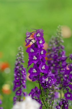 Violet Delphinium çiçekleri açıyor. Delphinium daimi çiçekleri. Mavi Delphinium çiçeği