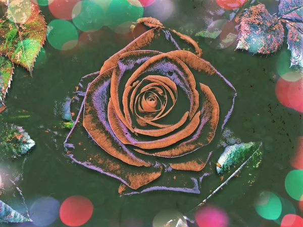 Φυσικό Φόντο Κόκκινα Τριαντάφυλλα Φόντο Κόκκινο Τριαντάφυλλο Λουλούδι — Φωτογραφία Αρχείου