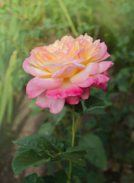 バラの花びらは黄色からピンクに変わります 屋外で成長するローズピース — ストック写真