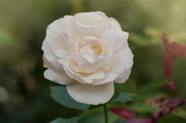 Rosas Blancas Jardín Verano Brotes Rosas Blancas Floreciendo Arbusto Luna — Foto de Stock