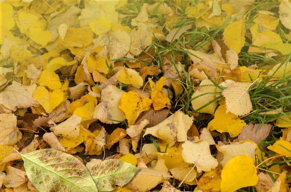 Herfst Blad Textuur Gekleurde Vallende Bladeren Herfst Bladeren Liggen Grond — Stockfoto