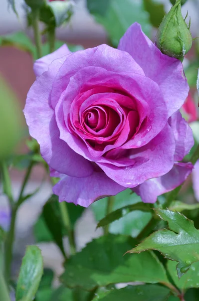 Hermosa Rosa Lavanda Rosas Lavanda Florecientes Arbusto Jardín Rosas — Foto de Stock