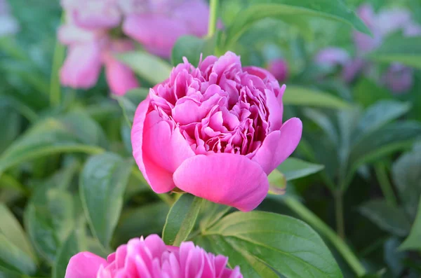 Pink peony with green leaves on blurry bokeh background. Landscape with peonies field. Peonies field in spring.