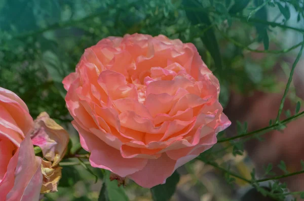 Oranje Bloeiende Rosa Kroon Prinses Margareta Tuin — Stockfoto