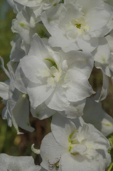 델피니움 꽃들이 정원에서 자란다 자연의 꽃들이 들판에 있습니다 피는델 — 스톡 사진