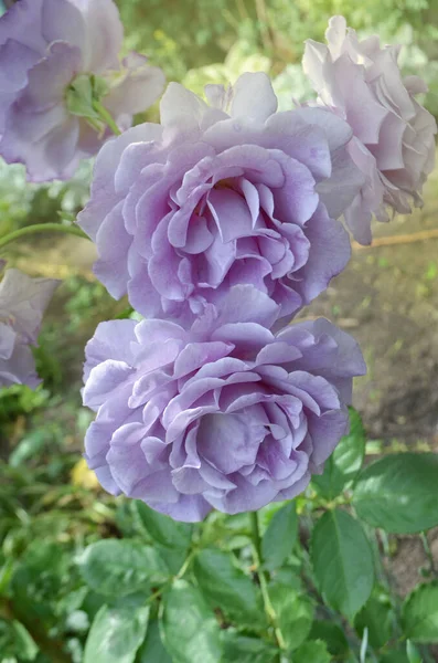 Lila Lavendelrosen Blühen Garten Liebeslied Blühende Blumen — Stockfoto