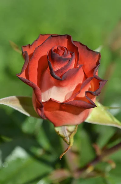 Des Roses Blanches Rouges Fleurissent Dans Jardin Rose Blanche Rouge — Photo