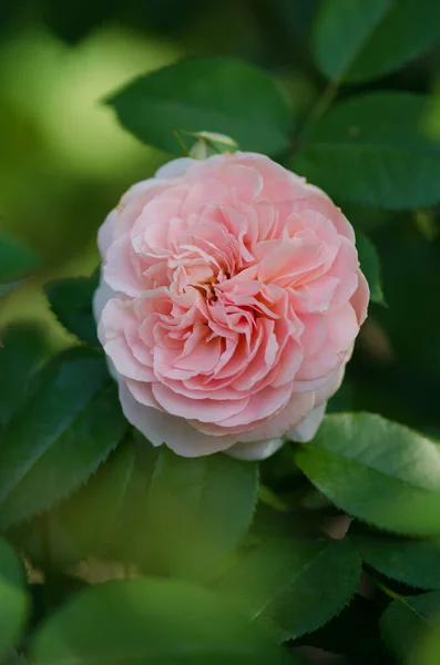 Αγγλικό Τριαντάφυλλο Στον Κήπο Αγγλικό Ροζ Τριαντάφυλλο Στον Καλοκαιρινό Κήπο — Φωτογραφία Αρχείου