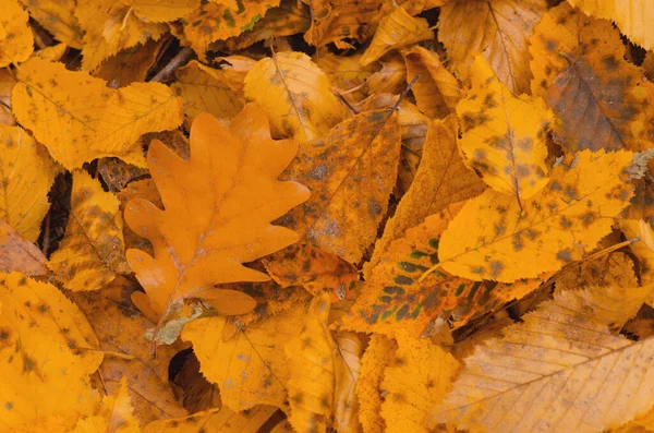 Солнечный Осенний Фон Цветные Красивые Осенние Листья Текстуры — стоковое фото