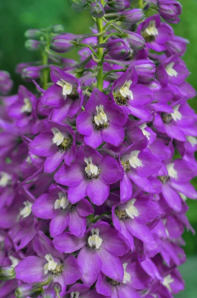 Delphinium Jasmine Blommar Fleråriga Rosenblad — Stockfoto