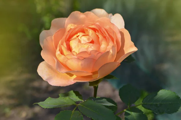 Bahçede Portakal Çiçeği Açan Rosa Veliaht Prenses Margareta — Stok fotoğraf