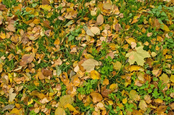 Herbst Laub Sonnigen Herbst Hintergrund Auf Gras Sonnigem Morgenlicht Schöne — Stockfoto
