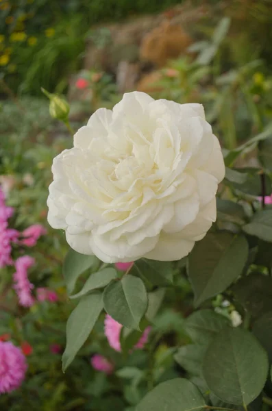 Flores Rosas Blancas Jardín Verano Flores Rosa Blanca Rosa Blanca — Foto de Stock