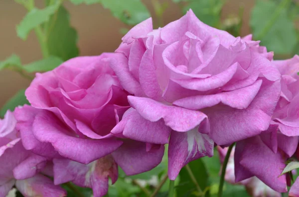 Beautiful purple Angel Face rose. Purple lavender roses in the garden