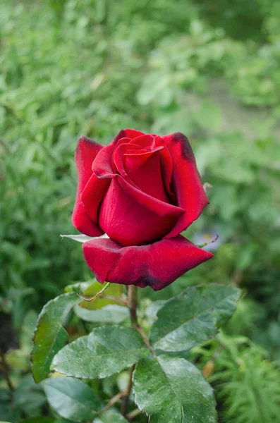 Rote Rose Blume Hintergrund Rote Rosen Einem Strauch Einem Garten — Stockfoto