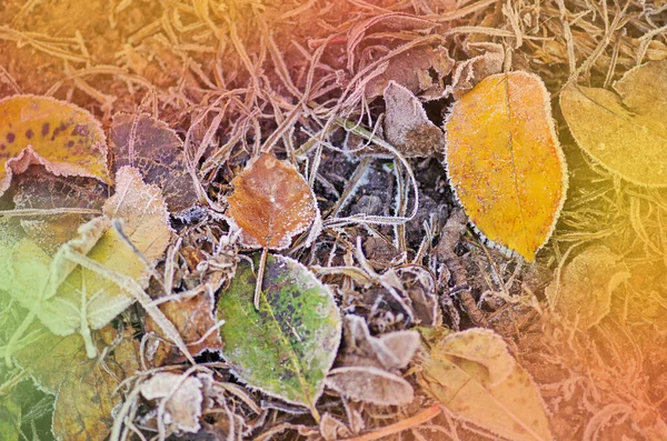 Herfst Bladeren Zon Herfst Herfst Kleurrijke Achtergrond Herfstblad Valt — Stockfoto