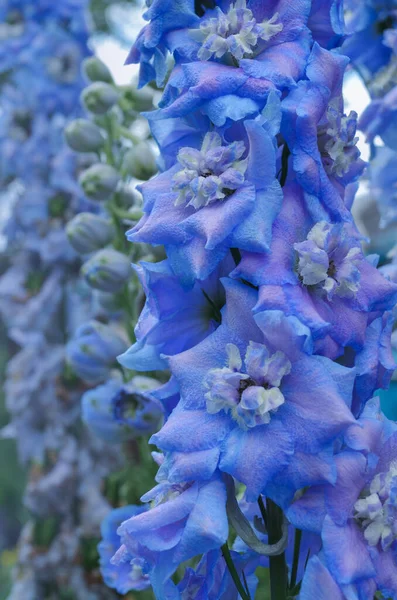 Azul Delphinium Crece Jardín Flor Azul Doble Delphinium Delphinium Blue —  Fotos de Stock