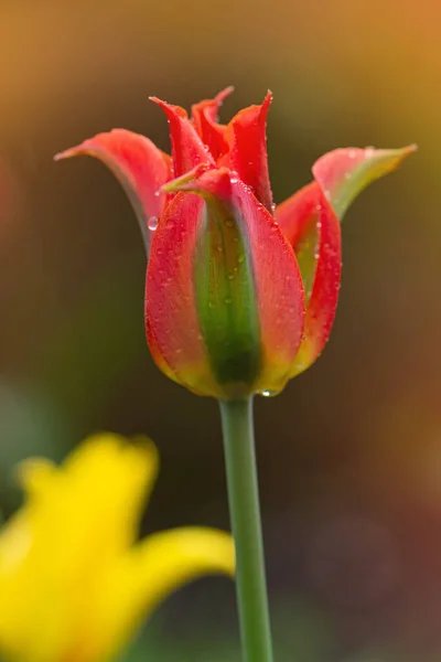 Bela Flor Laranja Verde Tulipa Green River Crescente — Fotografia de Stock