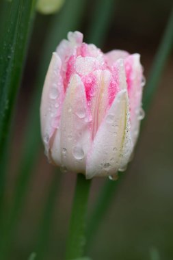 Güzel çift pembe lale, duble Shirley. Pembe şakayık çiçekli çift lale.