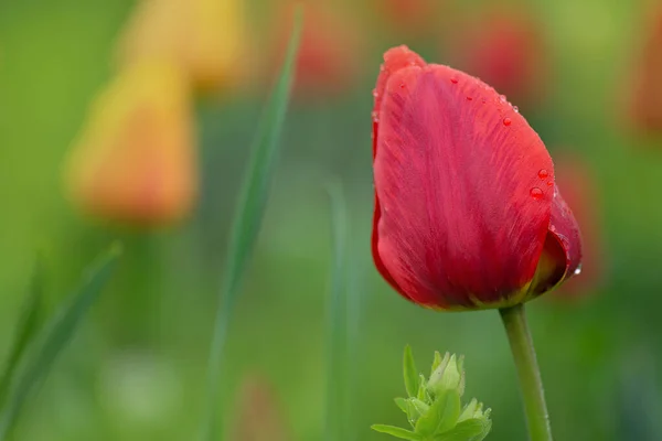 Red tulips in the garden. Red tulip flower in bloom. Lot of red tulip in field