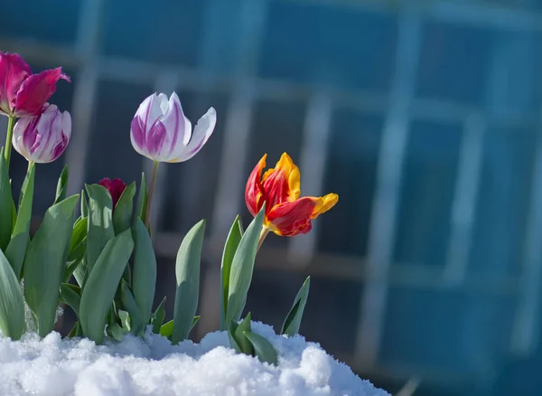Snow falling on tulip flowers. Tulip growing out of snow. Abnormal weather conditions in spring