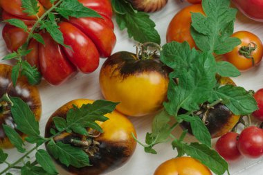 Çeşitli domates hasadı. Çeşitlilik olgun organik lezzetli farklı domatesler. Ahşap arkaplanda domatesler.