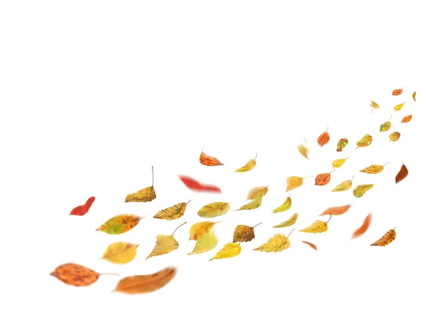 Herfst Bladeren Vallen Draaien Herfst Vallende Bladeren Geïsoleerd Witte Achtergrond — Stockfoto