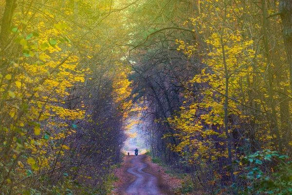 Motociclista Perro Impresionante Bosque Otoño Caminando Por Camino Natural Motociclista — Foto de Stock